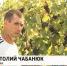 Калмыкия должна стать виноградной республикой - ГТРК Калмыкия