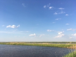 Сев риса завершен