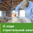 О ходе стригальной кампании - Министерство сельского хозяйства