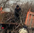 Городские коммунальные службы продолжают вывозить массово спиленные ветки - Elista.Org