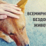 Всемирный день бездомных животных - Роспотребнадзор