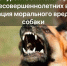 Прокуратура Юстинского района обеспечила компенсацию для детей, пострадавших от укуса безнадзорной собаки - ГТРК