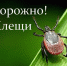 Что нужно знать о Крымской геморрагической лихорадке. Пути передачи, симптомы, меры профилактики. - Роспотребнадзор