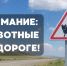 Внимание: животные на дороге! - ГТРК