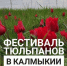 Фестиваль тюльпанов в Калмыкии - Роспотребнадзор